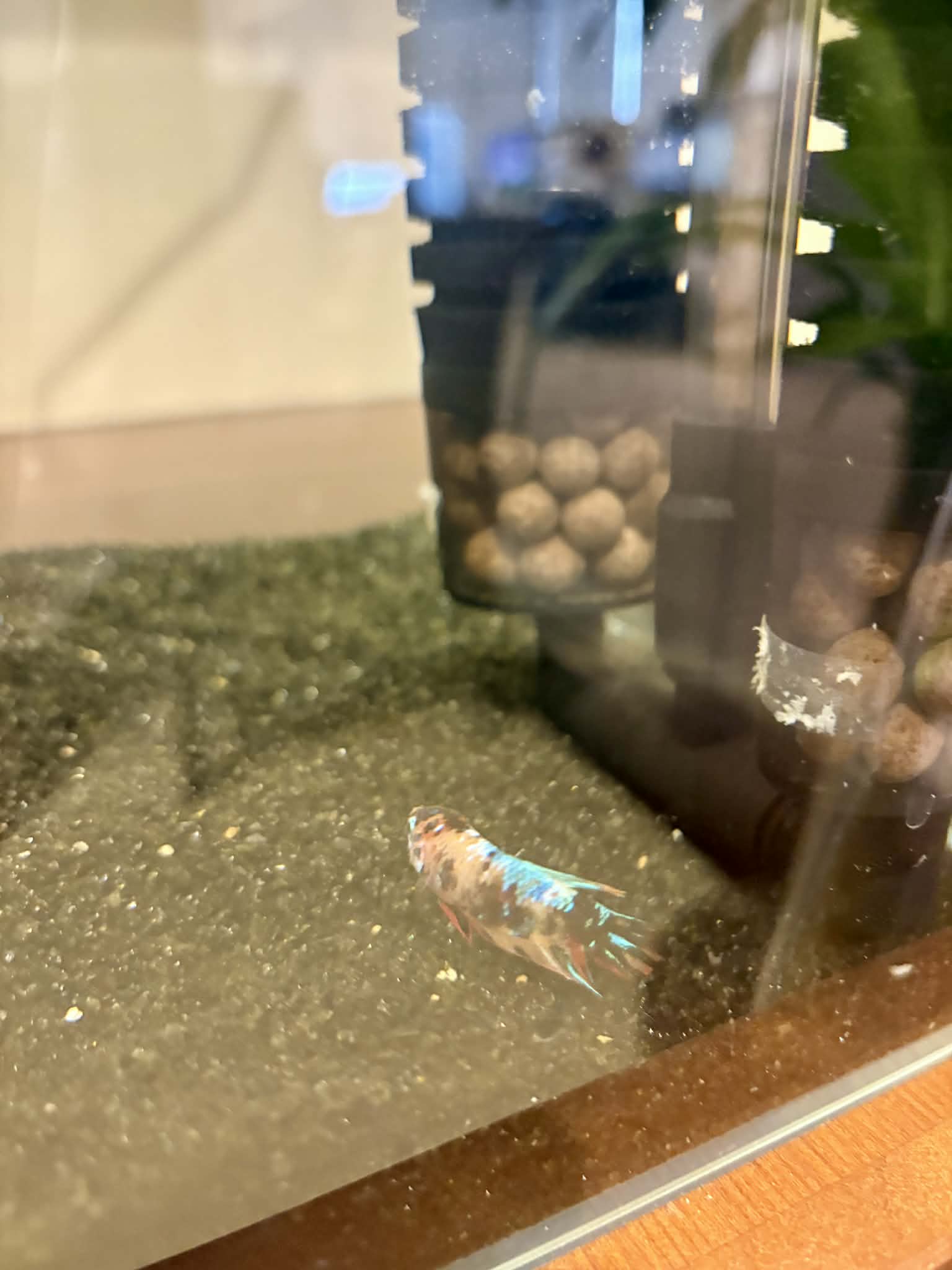 Proletariat (Prole) at the bottom of the tank, deceased